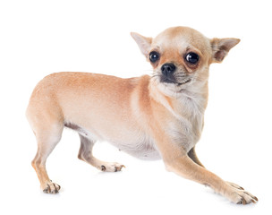 Obraz premium chihuahua in studio