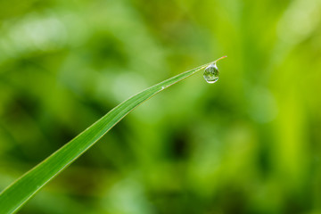 Dew drops on grass   fresh leaves are available in nature