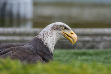 Bald eagle close up, bird of prey