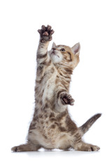 Funny cat standing with raised paw isolated