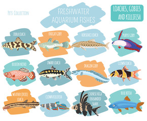 Freshwater aquarium fishes breeds icon set flat style isolated on white. Loaches, gobies, killifishes. Create own infographic about pets