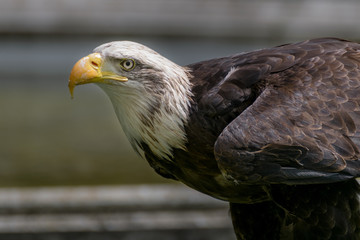 Bald eagle close up, bird of prey