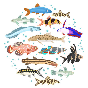 Freshwater aquarium fishes breeds icon set flat style isolated on white. Loaches, gobies, killifishes. Create own infographic about pets