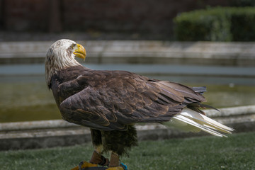 Bald eagle close up, bird of prey