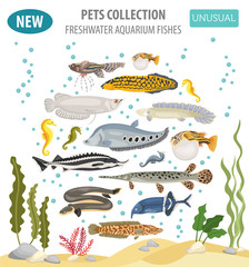 Unusual freshwater aquarium fish breeds icon set flat style isolated on white. Create own infographic about pet