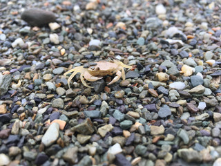 Small Crab on Pebble Beach