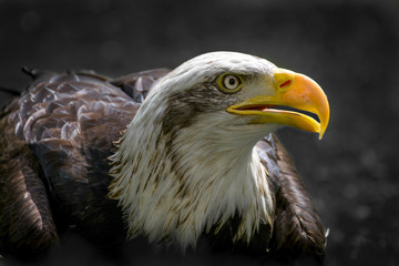 Bald eagle close up, bird of prey