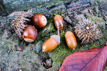 acorn and colored leaves in autumn park