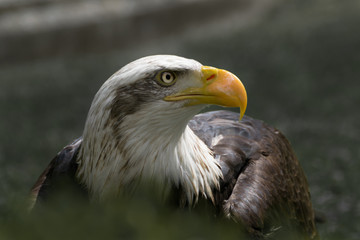 Bald eagle close up, bird of prey