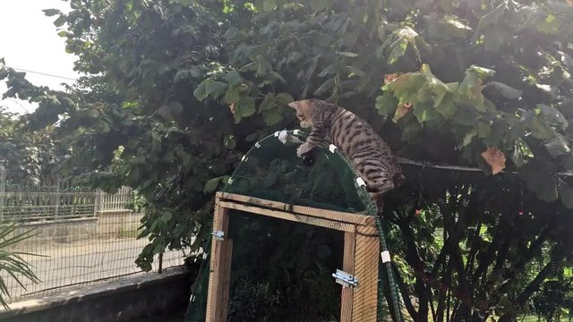 Gatti