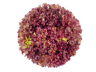 Lollo Rosso coral lettuce salad head