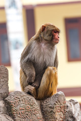 Monkey at the Swayambunath Temple, Kathmandu, Nepal