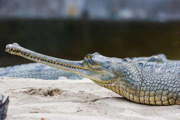 Gharial crocodile at the Chitwan National Park, Nepal
