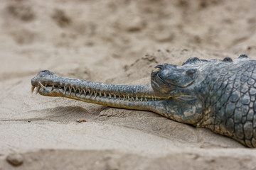 Obraz premium Gharial crocodile at the Chitwan National Park, Nepal