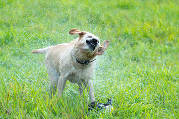 Obraz premium wet yellow lab shaking