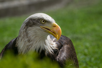 Bald eagle close up, bird of prey