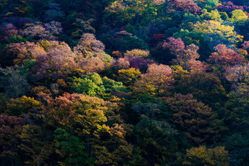 Naklejka na ściany i meble colored mountain trees in autumn, Japan