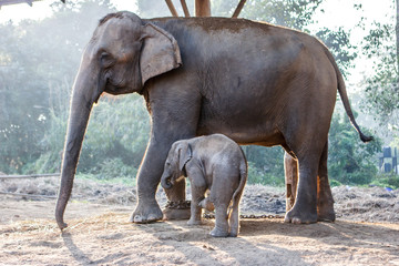 Fototapeta na wymiar Baby elephant and its mother at the Chitwan National Park, Nepal