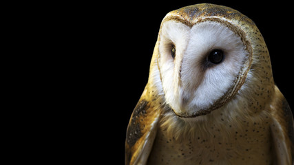 Naklejka premium portrait of a barn owl isolated on black