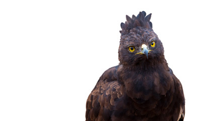 isolated crested eagle