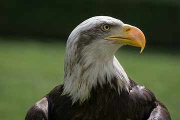 Bald eagle close up, bird of prey