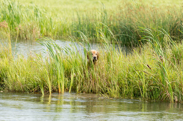 Bird dog in grass looking for a duck