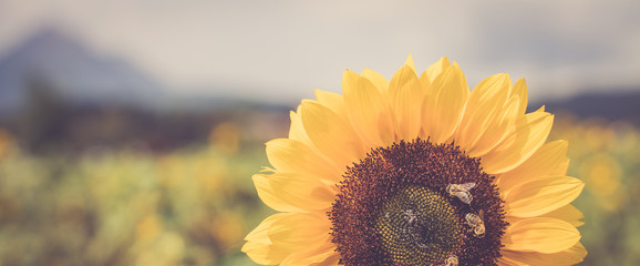 Sonnenblume in Sonnenblumenfeld, Textfreiraum