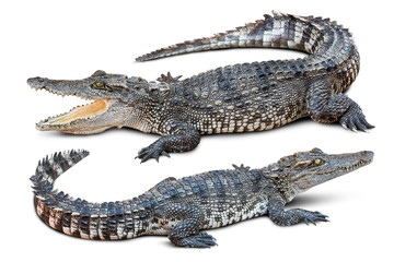 Obraz premium Krokodyl na białym tle