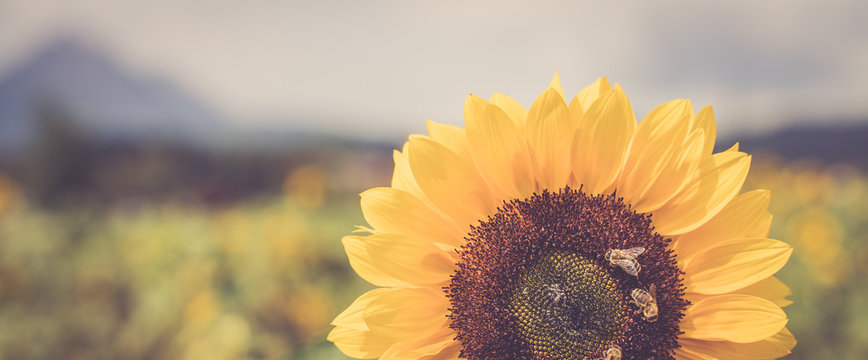 Sonnenblume in Sonnenblumenfeld, Textfreiraum