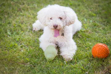 Tired after playing.Cute little toy poodle got tired after playing with balls
