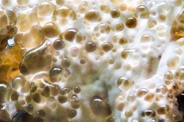Liquid emerges from the pores of a tree fungus