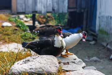 Geese in a village on the Annapurna Base Camp Trek, Nepal