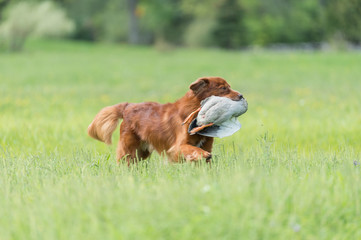 Naklejka na ściany i meble red hunting dog with duck in mouth