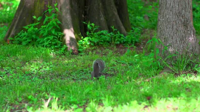 Squirrel foraging for food in lush green forest