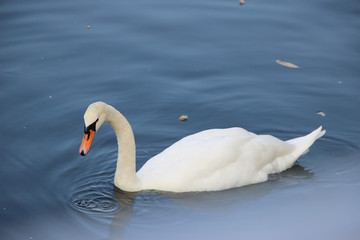 Obraz na płótnie Canvas White Swan.
