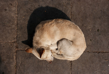 Dog sleeping in Durbar square, Kathmandu