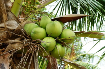 Coconuts on tree