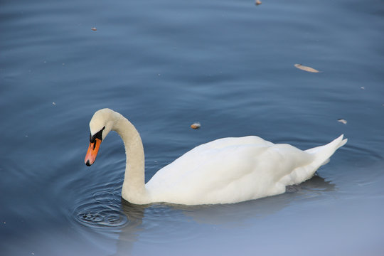 White Swan.