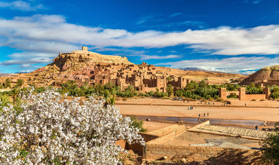 Ait Benhaddou and fruit tree blossoms - Morocco