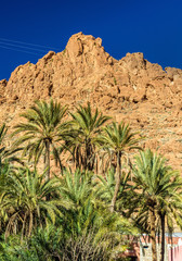 Fototapeta na wymiar Palm trees at Todgha Gorge, a canyon in the Atlas Mountains. Morocco