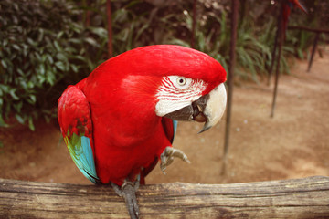 Green Winged Macaw eating nut