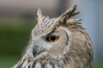 Eagle owl close up, bird of prey