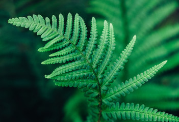 A green fern
