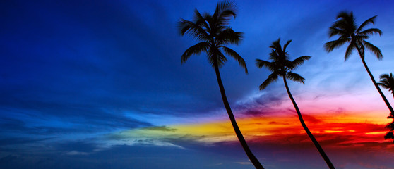 Fototapeta na wymiar Palm trees and sunset on Caribean.