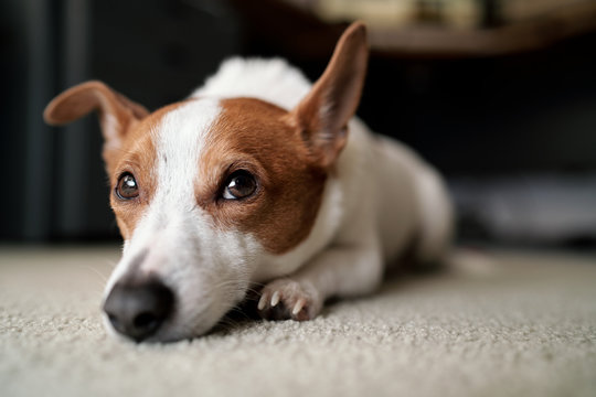 Jack Russell Dog Lying Glumly on Carpeted Floor