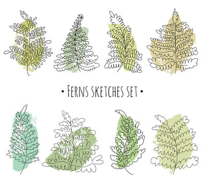 Floral sketches set. Vector ferns collection. Hand drawn botanical illustration