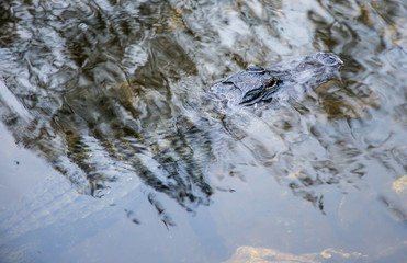 Alligator face in the water