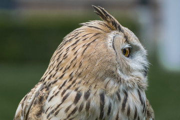 Eagle owl close up, bird of prey