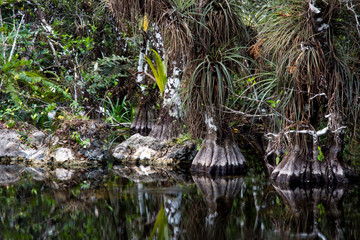 Everglades swamp
