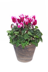 Mini Cyclamens en pot